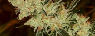 Business 5 image GREEN DRAGON RECREATIONAL MARIJUANA DISPENSARY EAST COLFAX AVE Pipes in Denver CO