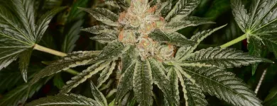 Business 6 image GREEN DRAGON RECREATIONAL MARIJUANA DISPENSARY EAST COLFAX AVE Pipes in Denver CO
