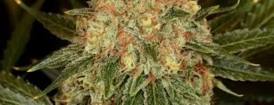 Business 11 image GREEN DRAGON RECREATIONAL MARIJUANA DISPENSARY EAST COLFAX AVE Pipes in Denver CO