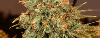 Business 15 image GREEN DRAGON RECREATIONAL MARIJUANA DISPENSARY EAST COLFAX AVE Pipes in Denver CO