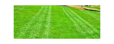 Business 2 image GREENPAL LAWN CARE Lawn Service in Tampa FL