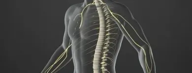 Business 3 image HEALTHPOINT CHIROPRACTOR Reflexologists in Fort Lauderdale FL