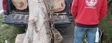 Business 1 image LEO'S TREE & LANDSCAPING SERVICES, LLC Tree Trimming Service in Tampa FL