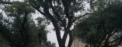 Business 3 image LEO'S TREE & LANDSCAPING SERVICES, LLC Tree Trimming Service in Tampa FL