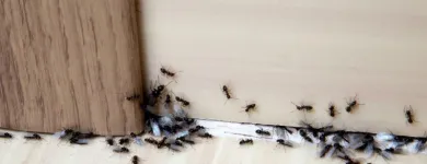 Business 3 image LIGHTNING REMOVAL TERMITE EXPERTS Pest Control Services in Tampa FL