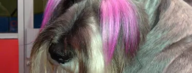 Business 6 image ORANGE GROOMING INC Pet Grooming in Miami FL