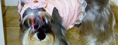 Business 2 image ORANGE GROOMING INC Pet Grooming in Miami FL