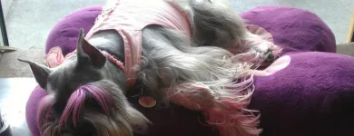Business 8 image ORANGE GROOMING INC Pet Grooming in Miami FL
