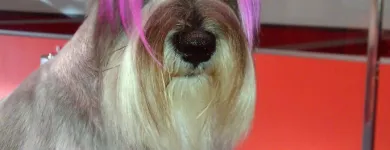 Business 3 image ORANGE GROOMING INC Pet Grooming in Miami FL