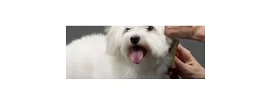 Business 1 image PET SUPPLIES PLUS WEST SENECA Pet Services in West Seneca NY