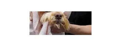 Business 2 image PET SUPPLIES PLUS WEST SENECA Pet Services in West Seneca NY