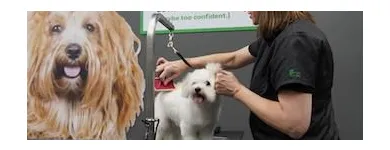 Business 4 image PET SUPPLIES PLUS WEST SENECA Pet Services in West Seneca NY