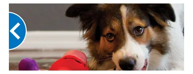 Business 7 image PETSMART Tropical Fish in Tampa FL