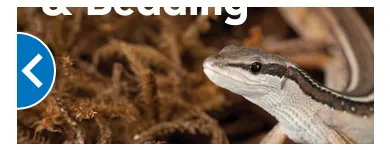 Business 8 image PETSMART Tropical Fish in Tampa FL