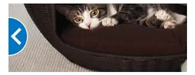 Business 1 image PETSMART PetSmart in Ocoee FL