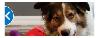 Business 7 image PETSMART PetSmart in Ocoee FL