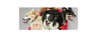 Business 12 image PETSMART PetSmart in Ocoee FL