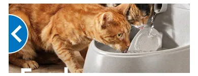 Business 5 image PETSMART Tropical Fish in Tampa FL