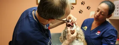 Business 5 image SOUTH KENDALL ANIMAL HOSPITAL Veterinary Pharmacy in Miami FL