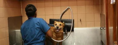 Business 7 image SOUTH KENDALL ANIMAL HOSPITAL Veterinary Pharmacy in Miami FL