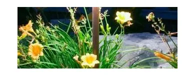 Business 13 image T. O'DONNELL LANDSCAPING in Buffalo NY