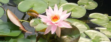 Business 24 image T. O'DONNELL LANDSCAPING in Buffalo NY