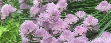 Business 25 image T. O'DONNELL LANDSCAPING in Buffalo NY