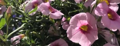 Business 27 image T. O'DONNELL LANDSCAPING in Buffalo NY