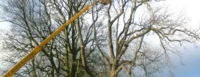 Business 1 image TAMPA TREE SERVICE Tree Trimming Service in Tampa FL