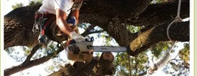 Business 2 image TAMPA TREE SERVICE Tree Trimming Service in Tampa FL