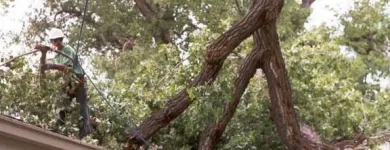 Business 3 image TAMPA TREE SERVICE Tree Trimming Service in Tampa FL