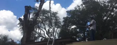 Business 1 image TREE BOSS in Tampa FL