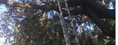 Business 3 image TREE BOSS in Tampa FL