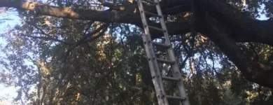 Business 4 image TREE BOSS in Tampa FL