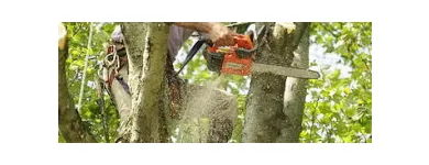 Business 4 image TREE SERVICE CUTTING & REMOVAL Tree Service in New York NY