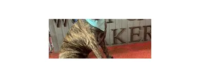 Business 3 image WOOF GANG BAKERY & GROOMING SOUTH TAMPA price of canned dog food in Tampa FL