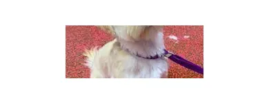 Business 5 image WOOF GANG BAKERY & GROOMING SOUTH TAMPA price of canned dog food in Tampa FL