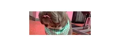 Business 6 image WOOF GANG BAKERY & GROOMING SOUTH TAMPA price of canned dog food in Tampa FL