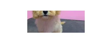 Business 7 image WOOF GANG BAKERY & GROOMING SOUTH TAMPA price of canned dog food in Tampa FL