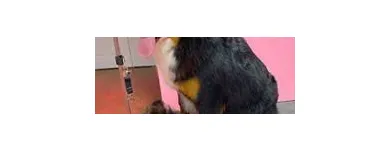 Business 8 image WOOF GANG BAKERY & GROOMING SOUTH TAMPA price of canned dog food in Tampa FL