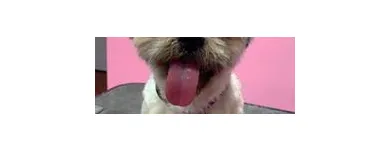 Business 9 image WOOF GANG BAKERY & GROOMING SOUTH TAMPA price of canned dog food in Tampa FL