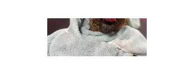 Business 10 image WOOF GANG BAKERY & GROOMING SOUTH TAMPA price of canned dog food in Tampa FL