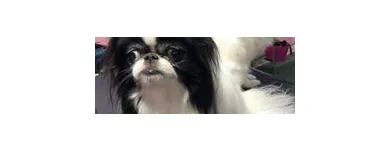 Business 12 image WOOF GANG BAKERY & GROOMING SOUTH TAMPA price of canned dog food in Tampa FL