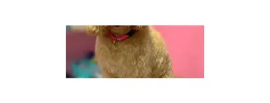 Business 13 image WOOF GANG BAKERY & GROOMING SOUTH TAMPA price of canned dog food in Tampa FL