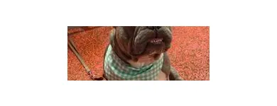 Business 15 image WOOF GANG BAKERY & GROOMING SOUTH TAMPA price of canned dog food in Tampa FL