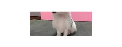 Business 16 image WOOF GANG BAKERY & GROOMING SOUTH TAMPA price of canned dog food in Tampa FL