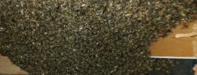 Business 1 image YOUR SAN DIEGO BEEKEEPER Pest Control Service in San Diego CA