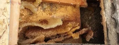 Business 2 image YOUR SAN DIEGO BEEKEEPER Pest Control Service in San Diego CA