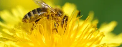 Business 3 image YOUR SAN DIEGO BEEKEEPER Pest Control Service in San Diego CA