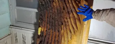 Business 5 image YOUR SAN DIEGO BEEKEEPER Pest Control Service in San Diego CA